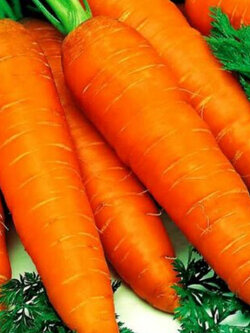 แครอท (Carrot - Early Nantes 3) / 150 เม็ด (UK)