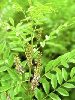 ชะเอม (Liquorice / Glycyrrhiza Glabra) / 25 เม็ด (UK)