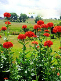 มอลทิส ครอส (Maltese Cross) หรือ Scarlet Red / 1,100 เม็ด (UK)