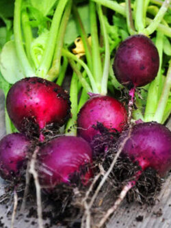 ไชเท้า หรือแรดิช (Radish - Viola) สีม่วง / 750 เม็ด (UK)*