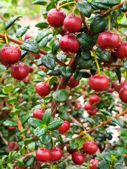 ชิเลียน กาวา (Chilean Guava / Murtilla) / 10 เม็ด (Portugal) *