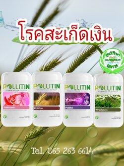 โรคสะเก็ดเงิน (พอลลิติน)