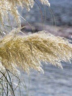หญ้า Wild Pampas สีขาว-เหลือง / 1,000 เม็ด (Ukraine)*
