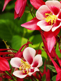 โคลัมบายน์ (Columbine - William Guinness) / 100 เม็ด (UK) - Aquilegia Vulgaris - 100 seeds