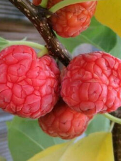 มัลเบอรี่ (Silkworm Thorn Chinese Mulberry) / 20 เม็ด