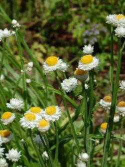 แอมโมเบียม อลาทัม (Ammobium Alatum) / 2,000 เม็ด (UK)