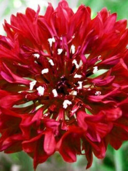 คอร์นฟลาวเวอร์ (Cornflower) ซ้อน สีแดง / 1,100 เม็ด (UK)