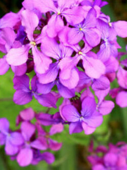 ลูนาเรีย (Lunaria annua / honesty) / 50 เม็ด (UK)*