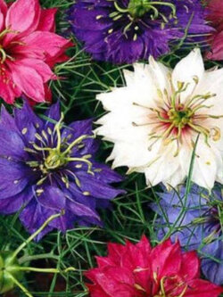 รักในสายหมอก (Love In A Mist - Miss Jekyll) ซ้อน คละ / 1,000 เม็ด (UK)*