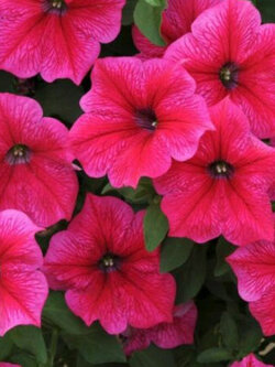 พิทูเนีย (Petunia - Rose of Heaven) / 4,000 เม็ด (UK)*