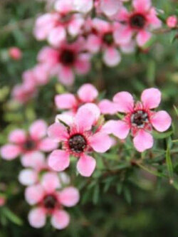 มานูก้า ชมพู (Pink Manuka) / 100 เม็ด (NZ)*