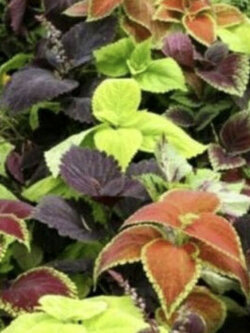 ฤาษีผสมแฟนซี (Coleus - Rainbow) คละ / 100 เม็ด (USA)*