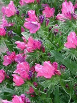 ไวเปอร์ บูกลอส - โรส เบ็ดเดอร์ สีชมพู (Vipor's Bugloss - Rose Bedder) / 50 เม็ด (USA)*