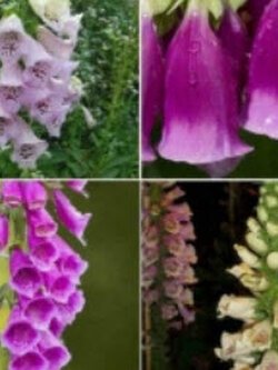 ดิจิทาลิส (Foxglove / Digitalis) คละ / 13,000 เม็ด*
