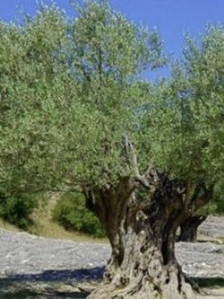 มะกอกโอลีฟ (Olive Oil / Olea europaea) / 10 เม็ด (Spain) *