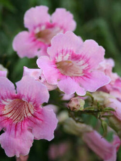 พราวชมพู หรือชมพูฮาวาย (Bignone Rose / Queen of Sheba) / 10 เม็ด (France)*