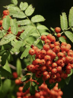 โรแวน (Rowan) หรือซอร์บัส ออคิวพาเรีย (Sorbus Aucuparia) / 25 เม็ด (France)