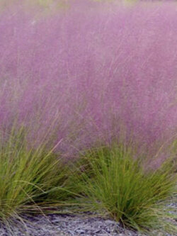 หญ้ามูลี่ชมพู (Pink Muhly grass) / 100 เม็ด (France)*