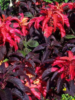 ผักโขม หรือผักโขมแดง (Amaranthus tricolor) / 650 เม็ด (UK)*