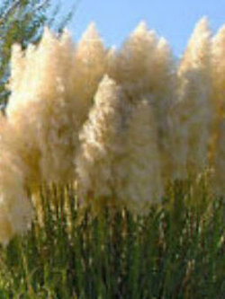 หญ้าภูเขา (Pampas grass) สีขาว / 200 เม็ด (UK)*