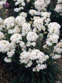 ลิชนิส (Lychnis) ขาว / 400 เม็ด (USA)*