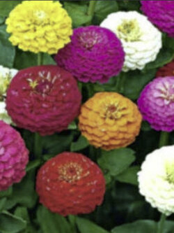 บานชื่น ลิลลี่พุท (Zinnia elegans - Lilliput) คละ ซองใหญ่ / 650 เม็ด (UK)*