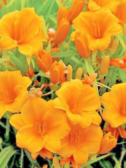 เดย์ลิลี่ สีส้ม (Orange Stella De Oro Daylily) / 10 เม็ด (USA)*
