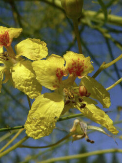 รัตมา หรือรัตตมา (Jerusalem thorn / Pakinsonia Aculeata) / 10 เม็ด (Italy/Portugal)*