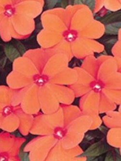 เทียนฝรั่ง (Busy Lizzie - Baby Orange) / 25 เม็ด (USA)