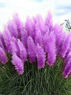 หญ้าภูเขา สีม่วง (Purple Pampas) / 400 เม็ด*