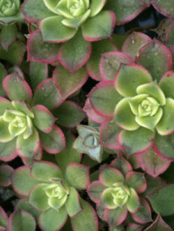 เอโอเนี่ยม กีวี่ (Aeonium kiwi) / 10 เม็ด (Malta)*
