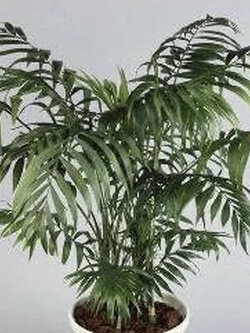 ปาล์มภูเขาเม็กซิโก (Mexico Mountain Palm) / 30 เม็ด (Italy)*