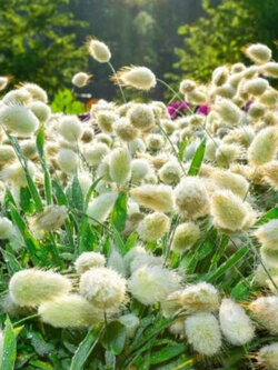 หญ้าหางกระต่าย (Bunny Tail grass) / 600 เม็ด (UK)*