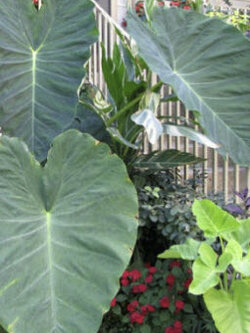 บอนหูช้าง (Giant Elephant Ear / Colocasia gigantea) / 5 เม็ด (France)*