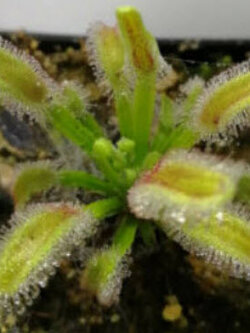 หยาดน้ำค้าง (Drosera Capensis) / 5 เม็ด (Spain)*