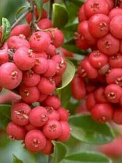 บรัช เชอรี่ (Brush Cherry) หรือ Riberry / 5 เม็ด (Australia)