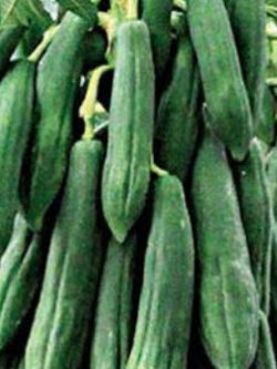 มะละกอพันธุ์ครั่ง หรือมะละกอส้มตำ / 20 เม็ด