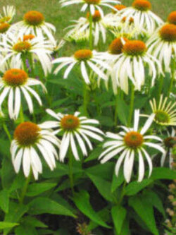 เอ็กไคนาเซีย-ไวท์สวอน (Echinacea - White Swan) สีขาว / 280 เม็ด (UK)*