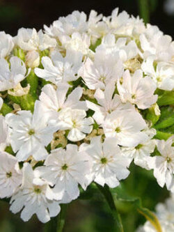 มอลทิส ครอส หรือ Jeruselum Cross สีขาว / 20 เม็ด (Australia)