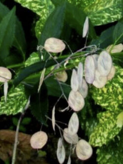 ซิลเวอร์ ดอลล่าร์ หรือ ลูนาเรีย (Silver Dollar / Lunaria biennis) / 30 เม็ด (France)*
