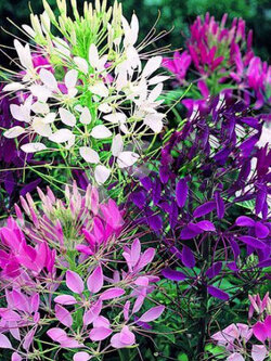 เสี้ยนฝรั่ง (cleone) คละ / ซอง 0.5 กรัม (Ukraine)