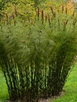 Horsetail Restio หรือ Elegia Capensis / 10 เม็ด (France)