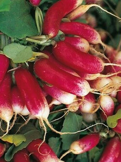 หัวไชเท้าแดง (French Breakfast) / 2,000 เม็ด (UK)