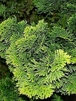 สนฮิโนกิ หรือ ฮิโนกิ ไซเปรซ (Hinoki Cypress) / 25 เม็ด (Russia)*