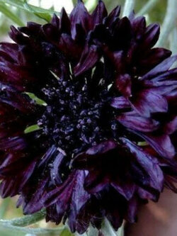 คอร์นฟลาวเวอร์ (Cornflower) ดอกซ้อน สีดำ / 1,100 เม็ด (UK)