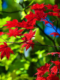 เมเปิลญี่ปุ่น (Japanese maple / Acer Palmatum) สีแดง / 20 เม็ด (France) *