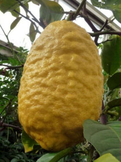 มะนาวอิทร็อก (Etrog / Citrus medica) ผลใหญ่ / 5 เม็ด (Israel)*