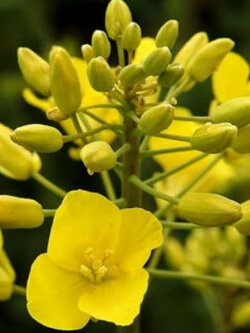 คาโนลา (Canola / Brassica Napus) / 100 เม็ด (Mongolia)