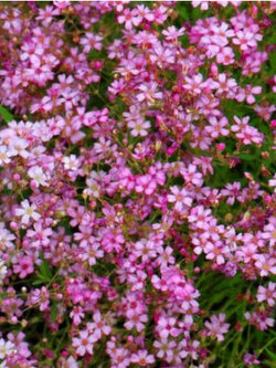 ยิปโซ คริมสัน (Crimson Gypsophila) / 2,000 เม็ด (UK)*