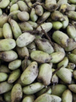 มอนสเตอร่า ไจแอนท์ หรือมอนไจแอนท์ / 10 เม็ด (USA)*